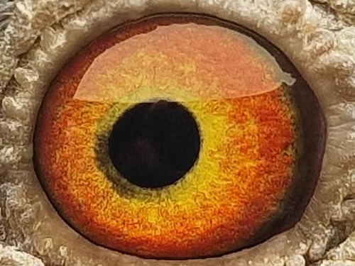 Pigeon eye